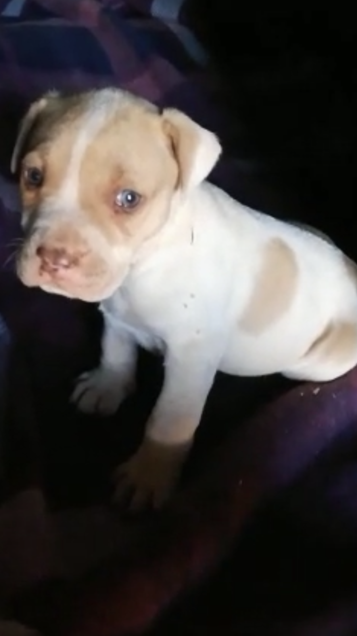 Pitbull Puppies in East Rand (01/09/2020)