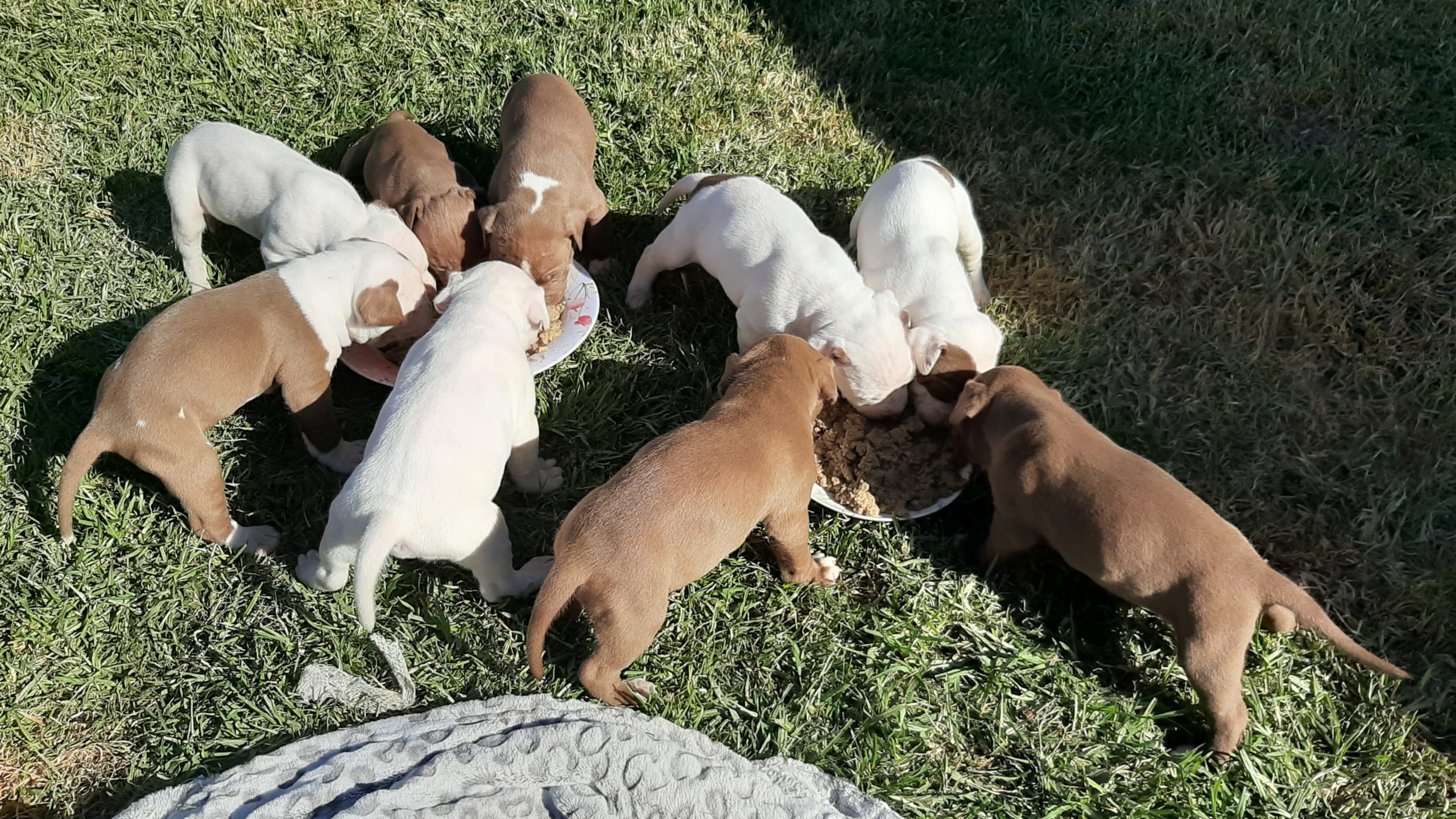 Pitbull Puppies in Johannesburg (13/10/2020)