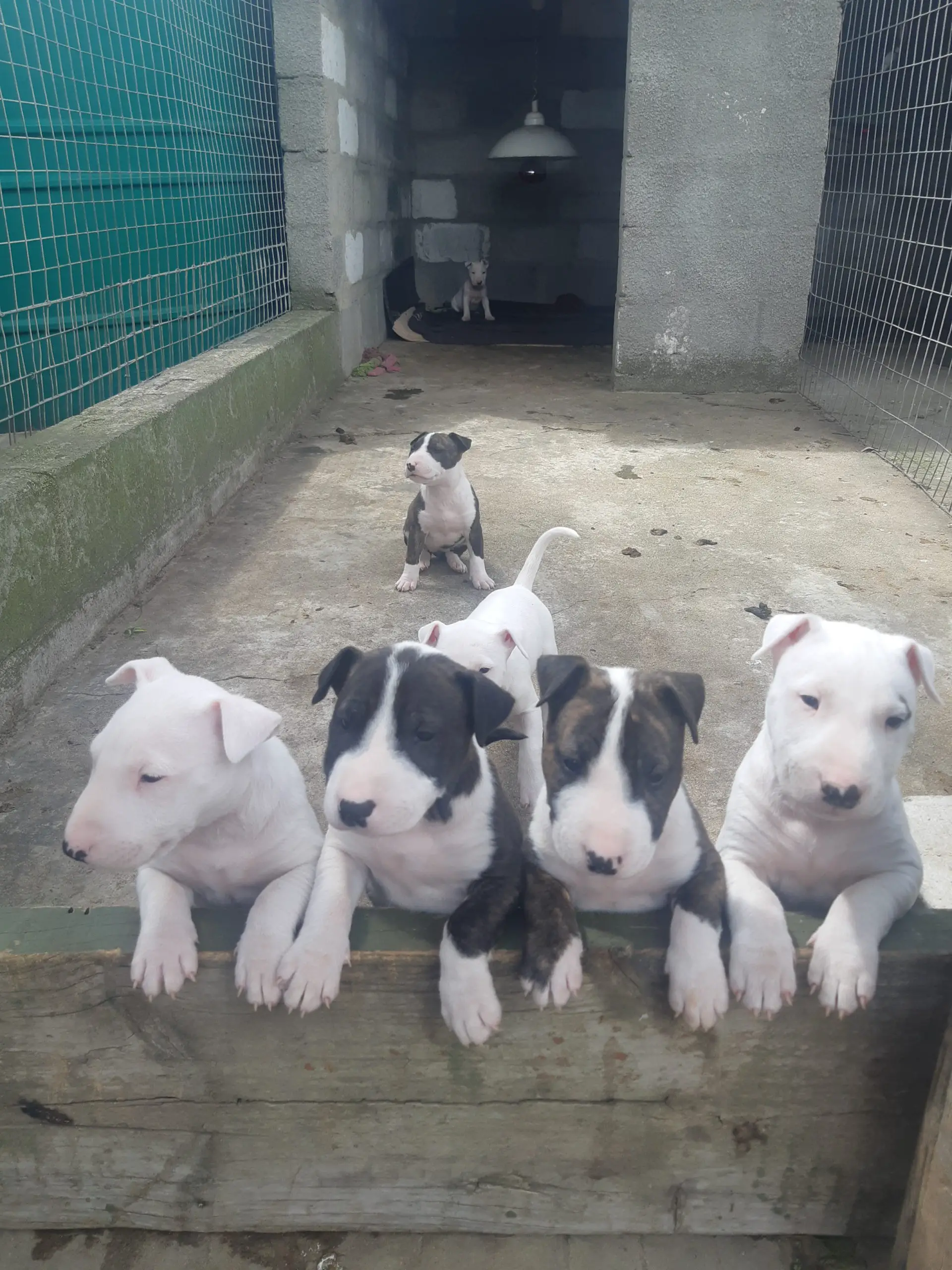 Bull Terrier Puppies in Cape Town (05/10/2020)