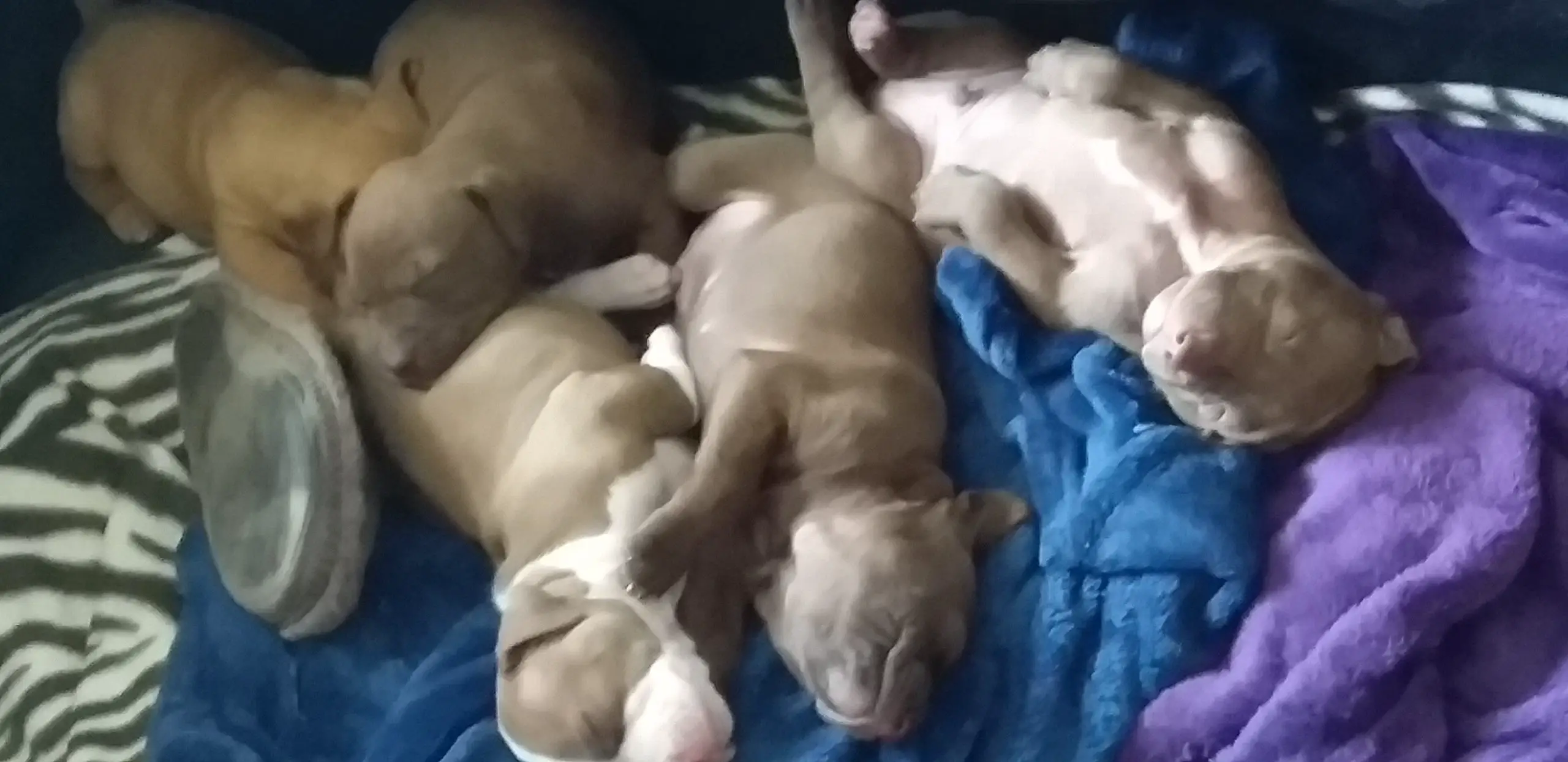 Pitbull Puppies in East Rand (20/10/2020)