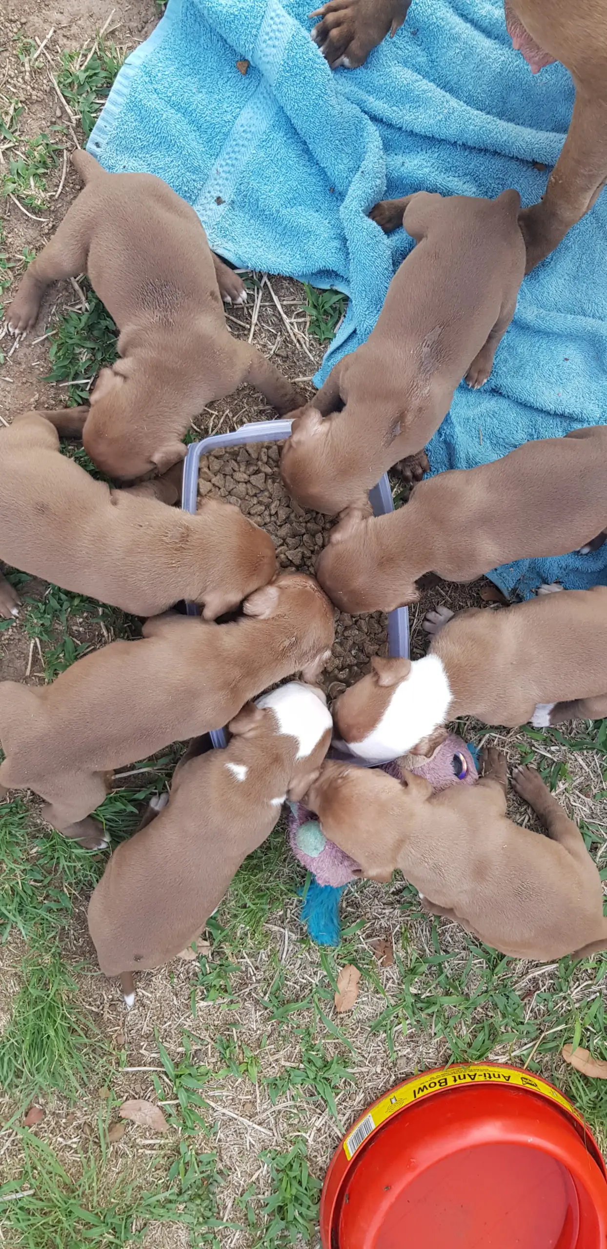 Pitbull Puppies in Pretoria (25/10/2020)