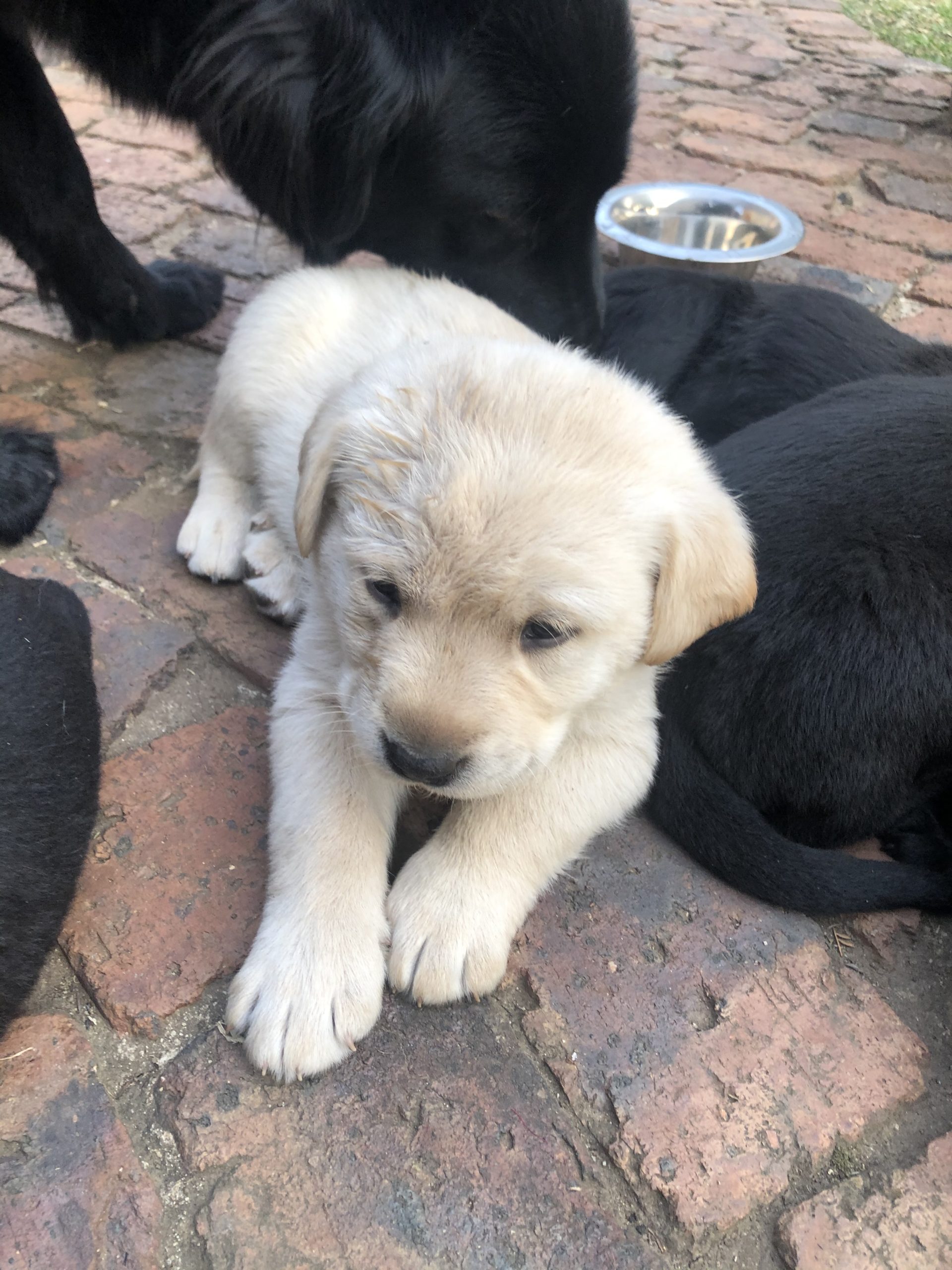 Labrador Puppies in East Rand (12/10/2020)