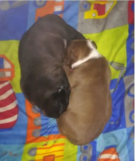 Pitbull Puppies in East Rand (19/10/2020)