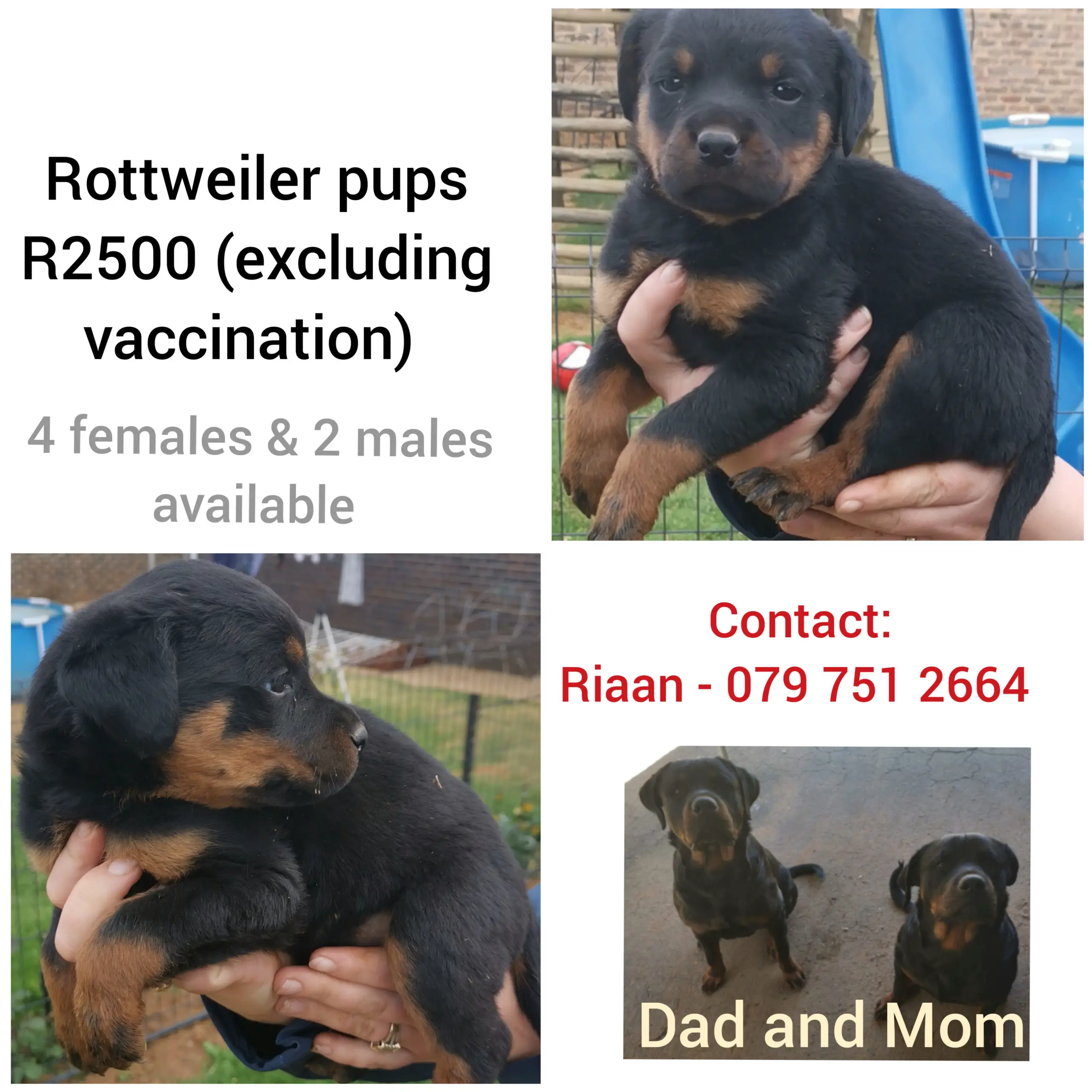 Rottweiler Puppies in Johannesburg (20/10/2020)