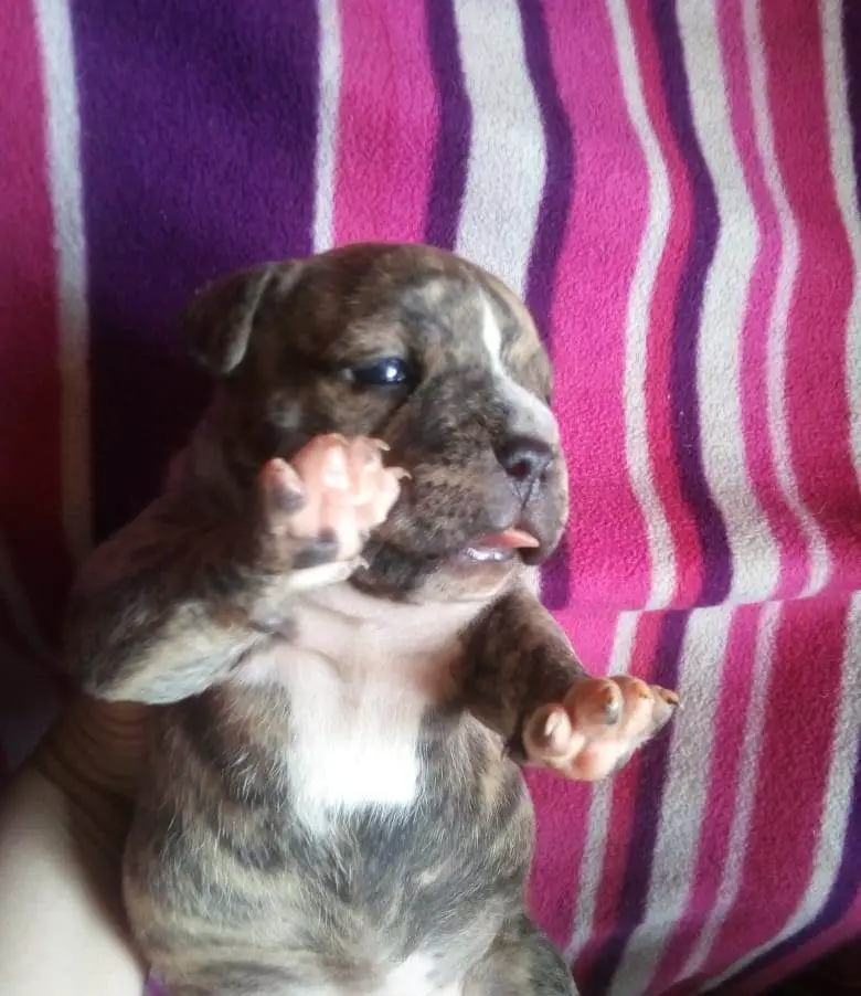 Pitbull Puppies in East Rand (03/10/2020)