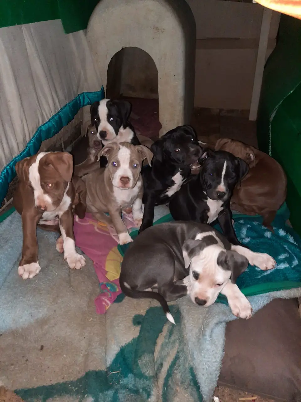 Pitbull Puppies in East Rand (04/10/2020)