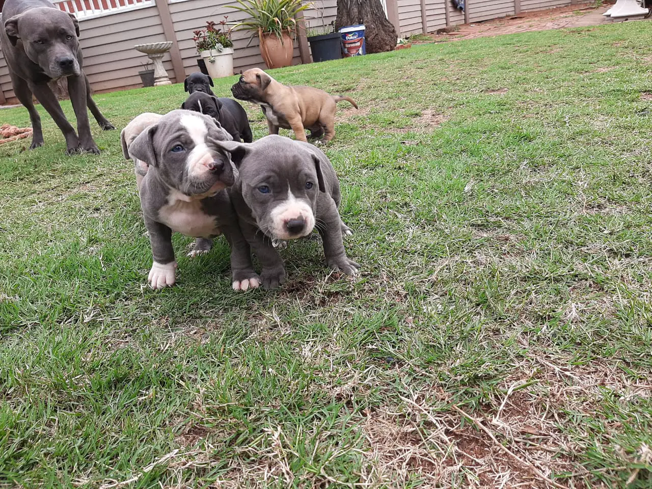 Pitbull Puppies in Kwazulu Natal (07/10/2020)