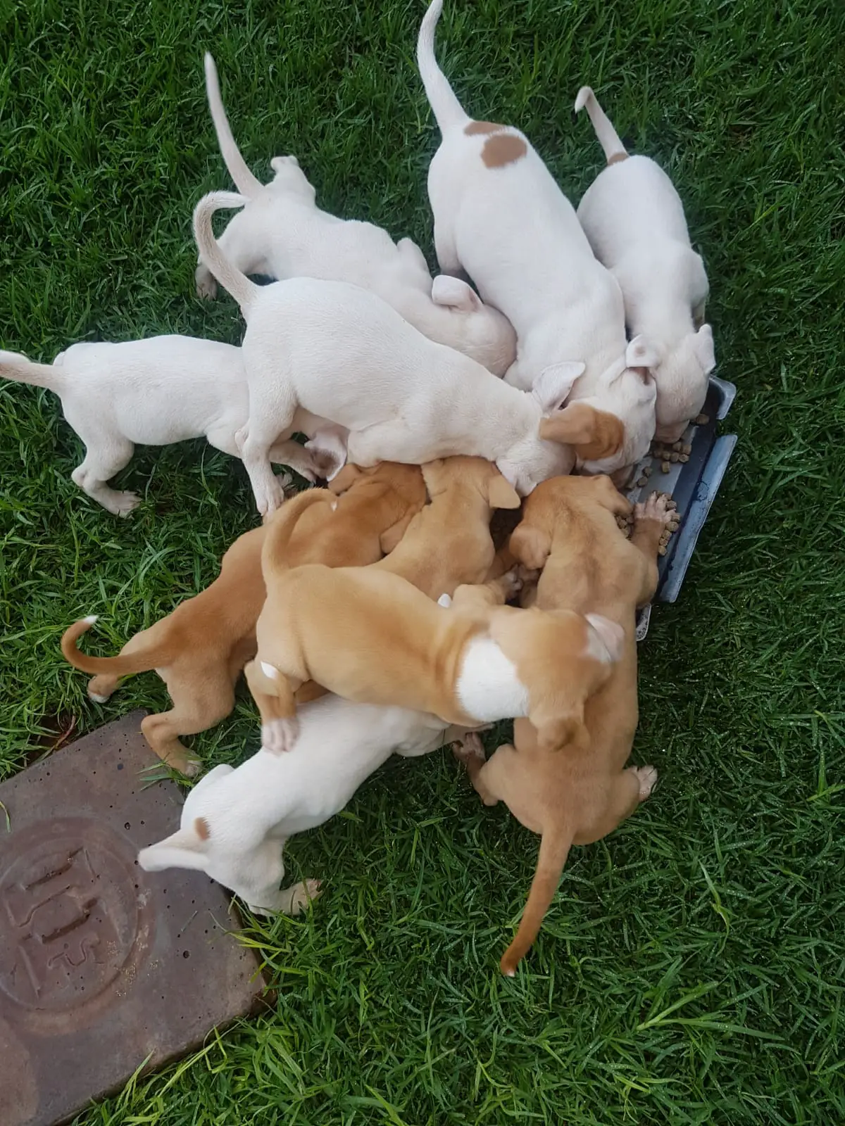Pitbull Puppies in East Rand (29/10/2020)