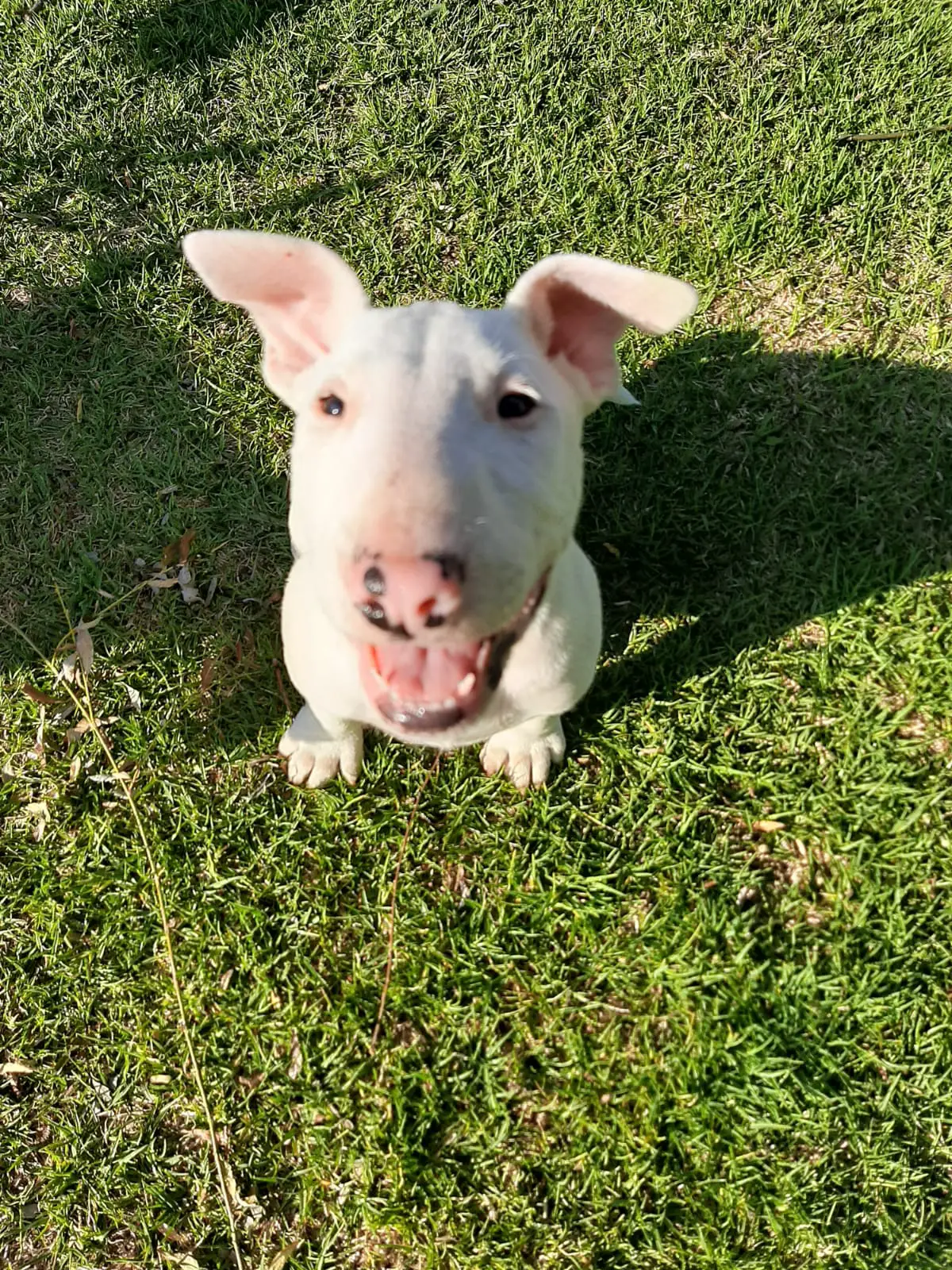 Bull Terrier Puppies in East Rand (29/10/2020)