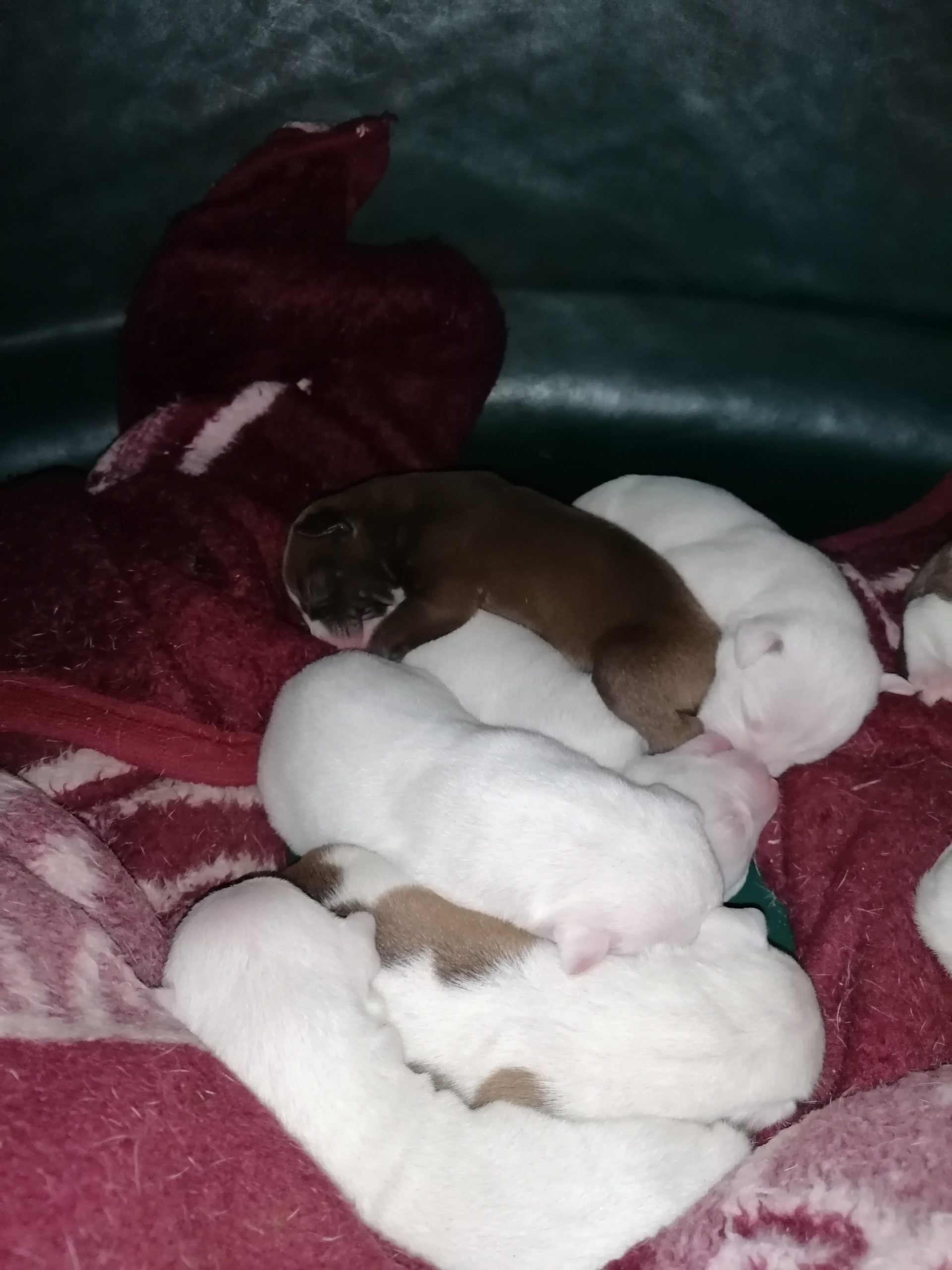 Pitbull Puppies in Johannesburg (14/10/2020)