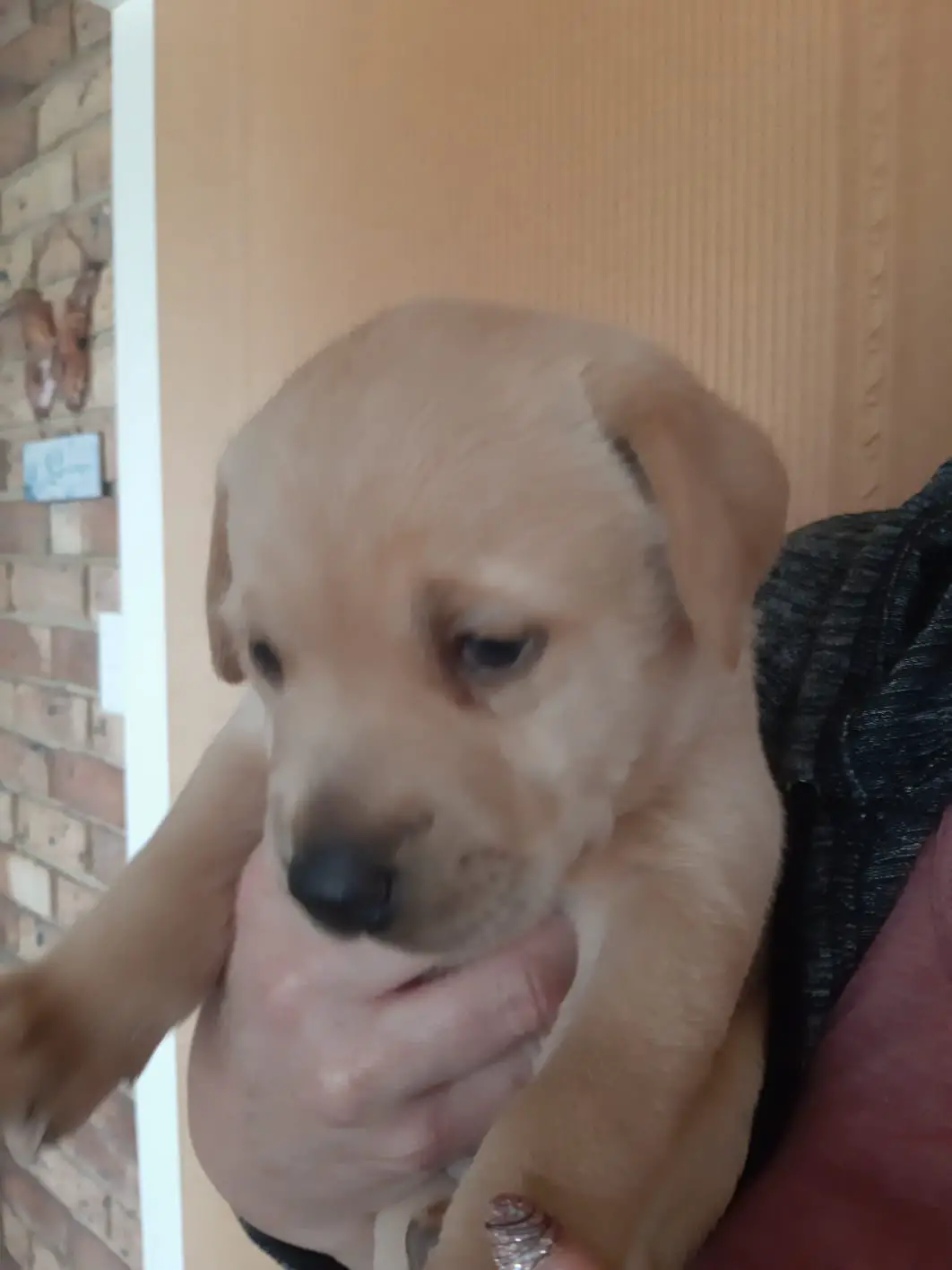 Labrador Puppies in East Rand (13/10/2020)
