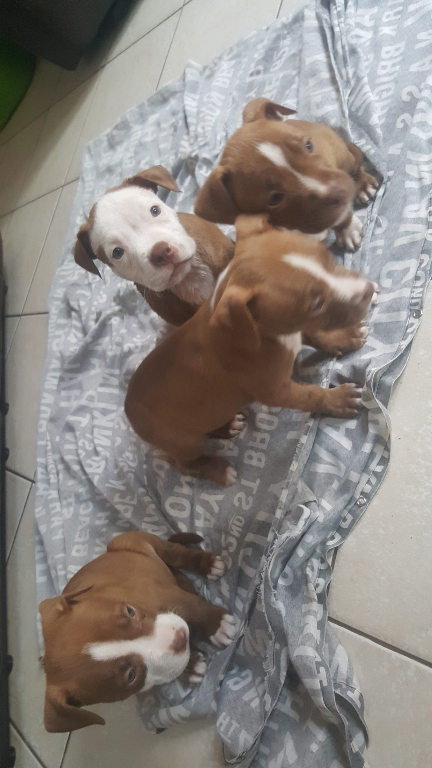 Pitbull Puppies in Johannesburg (13/10/2020)