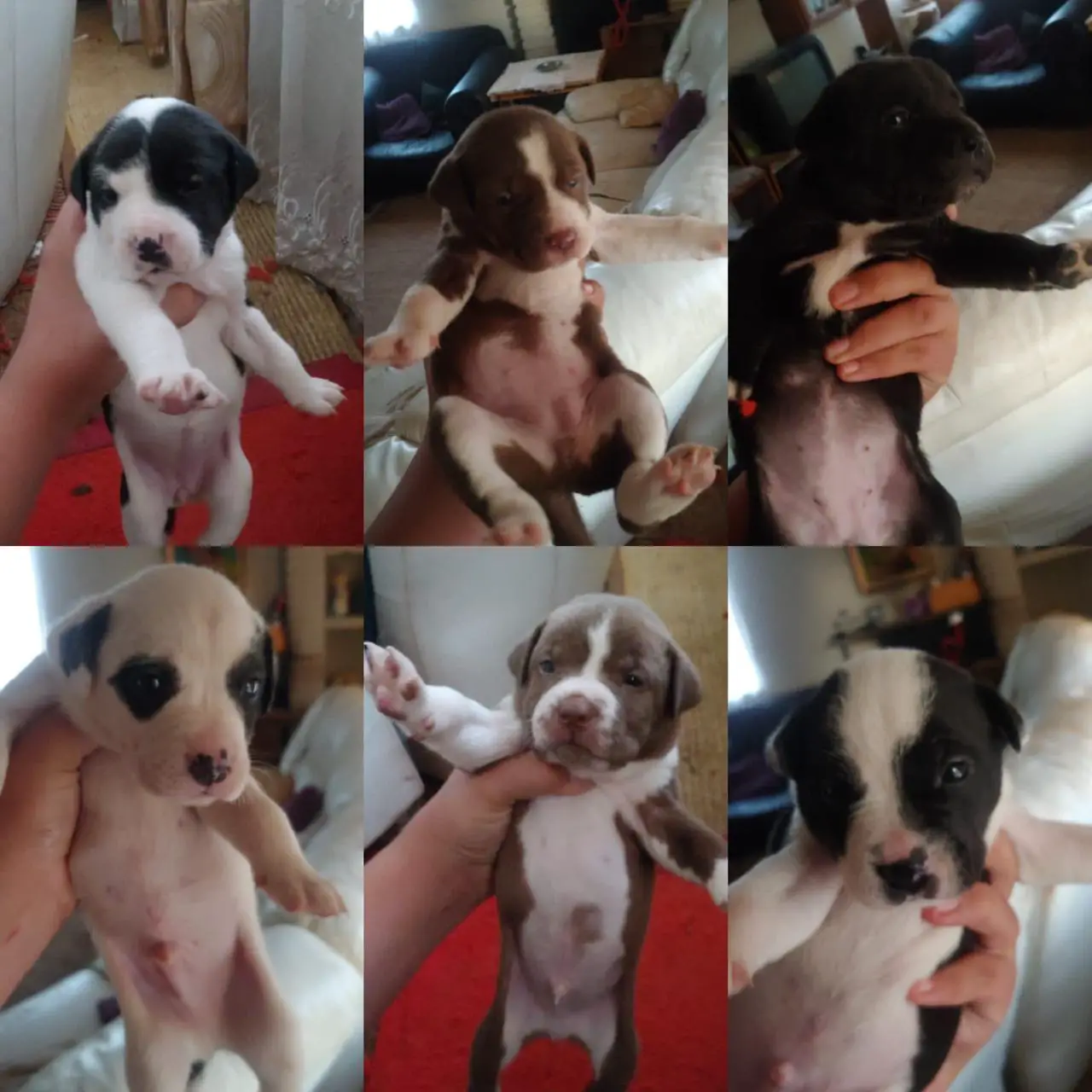 Pitbull Puppies in Other (25/10/2020)