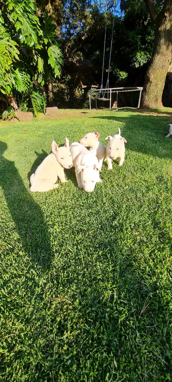 Bull Terrier Puppies in Other (12/10/2020)