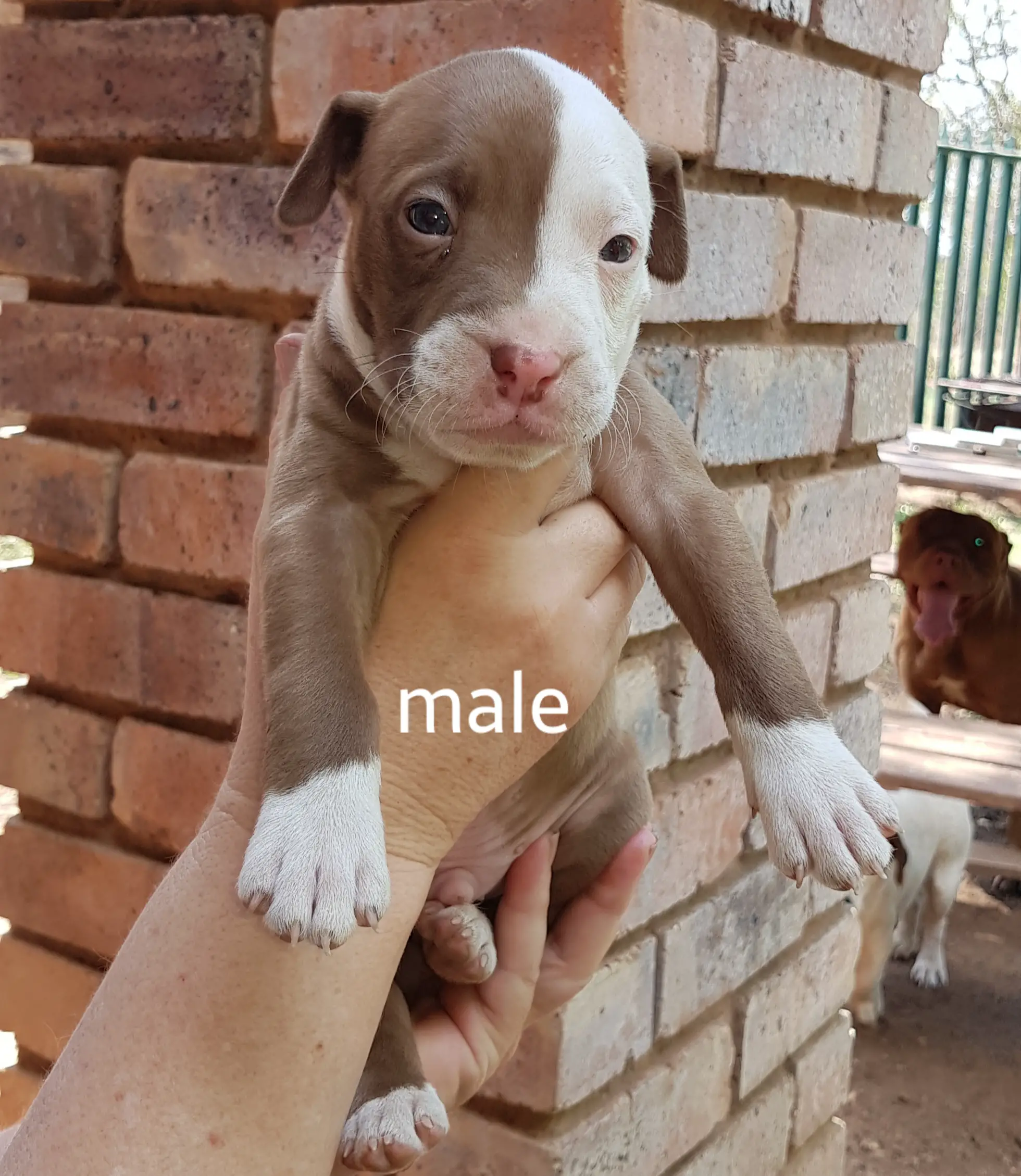 Pitbull Puppies in Pretoria (01/11/2020)
