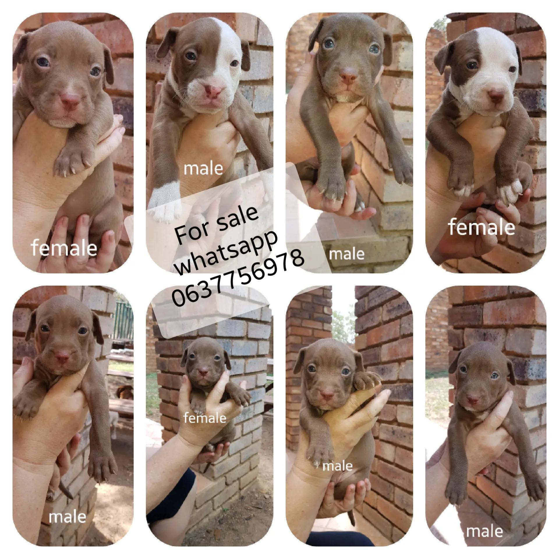 Pitbull Puppies in Pretoria (03/11/2020)