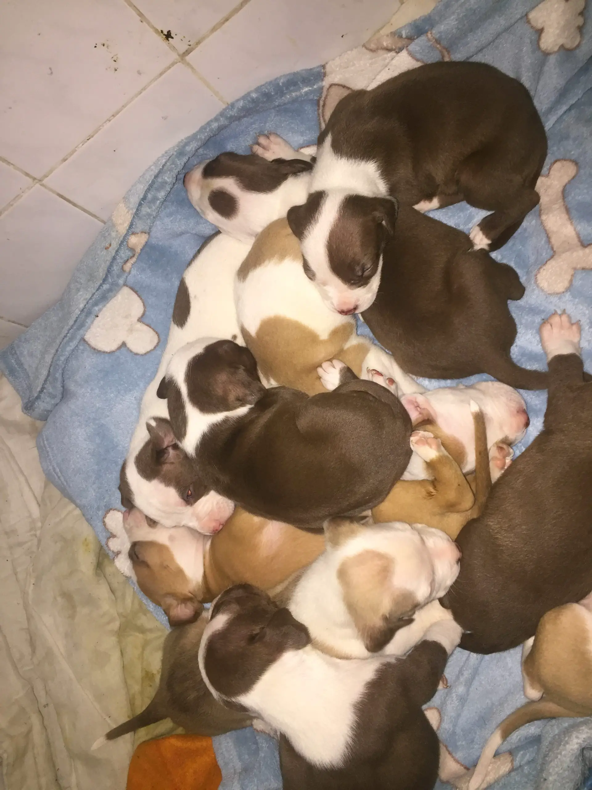 Pitbull Puppies in Cape Town (16/11/2020)