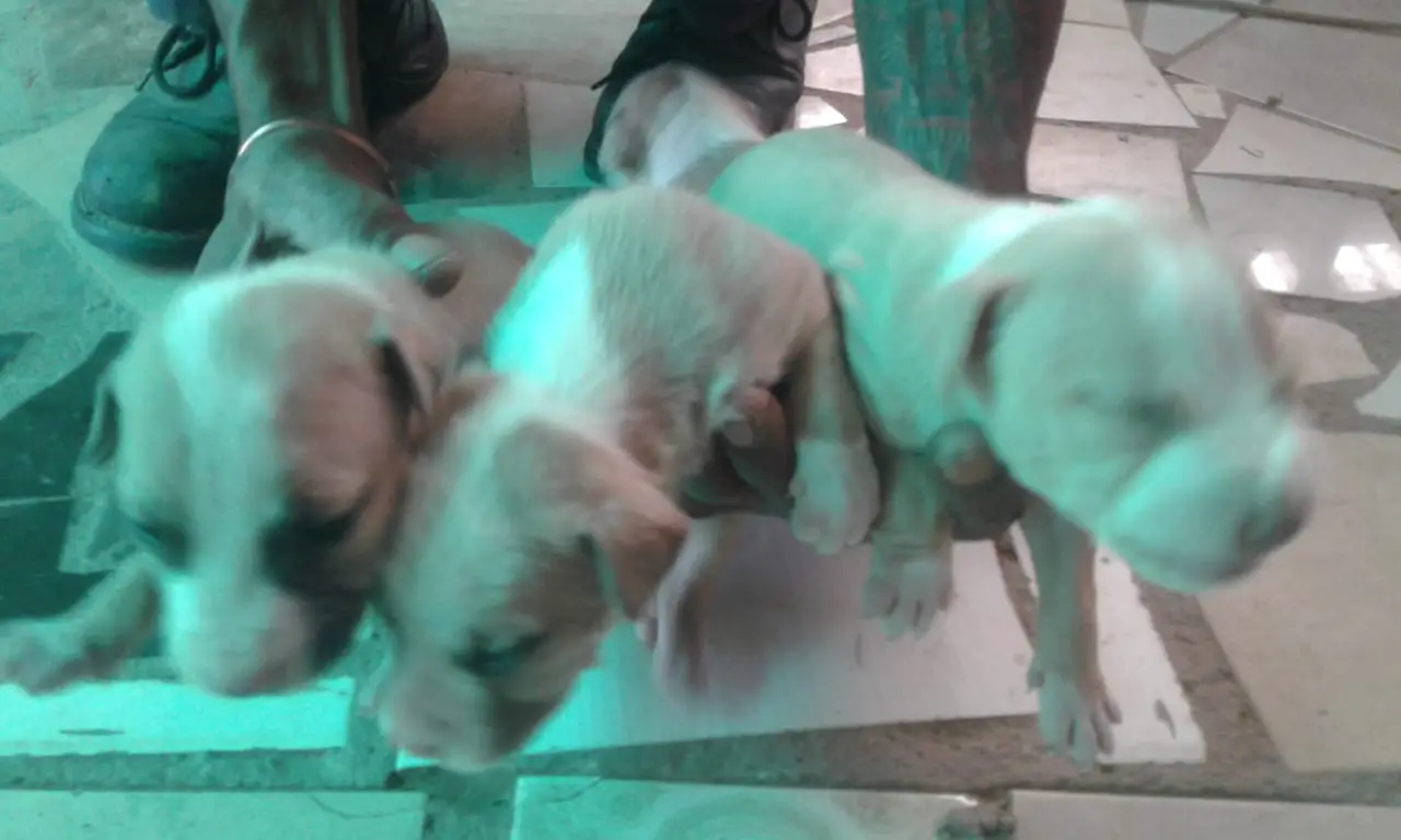 Pitbull Puppies in Johannesburg (26/11/2020)