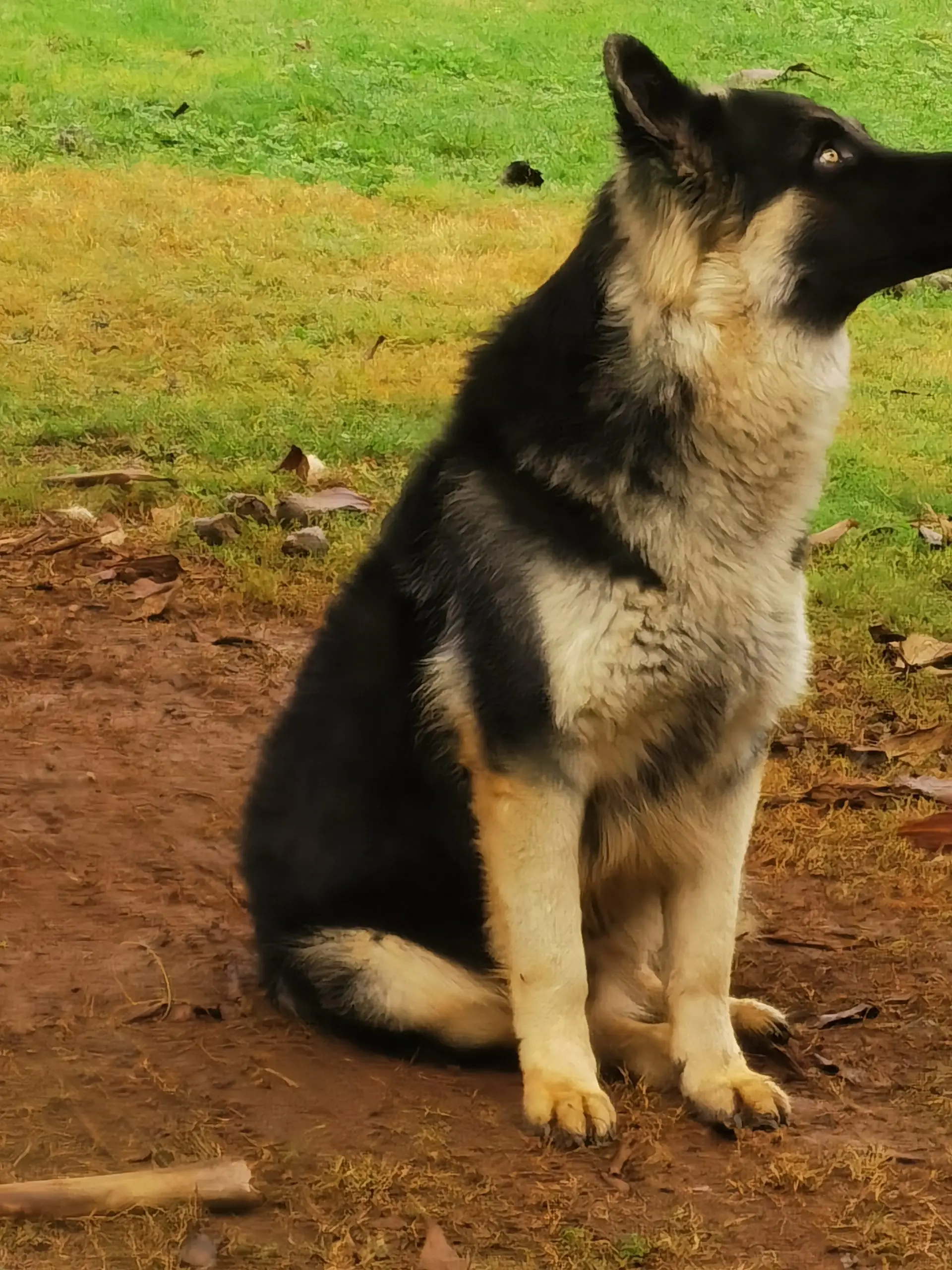 German Sheperd Puppies in Kwazulu Natal (29/11/2020)