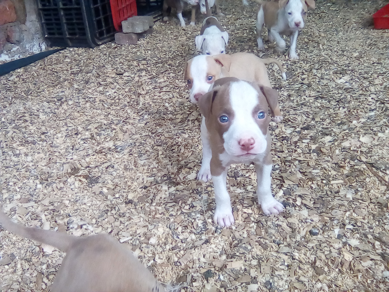 Pitbull Puppies in Other (26/11/2020)