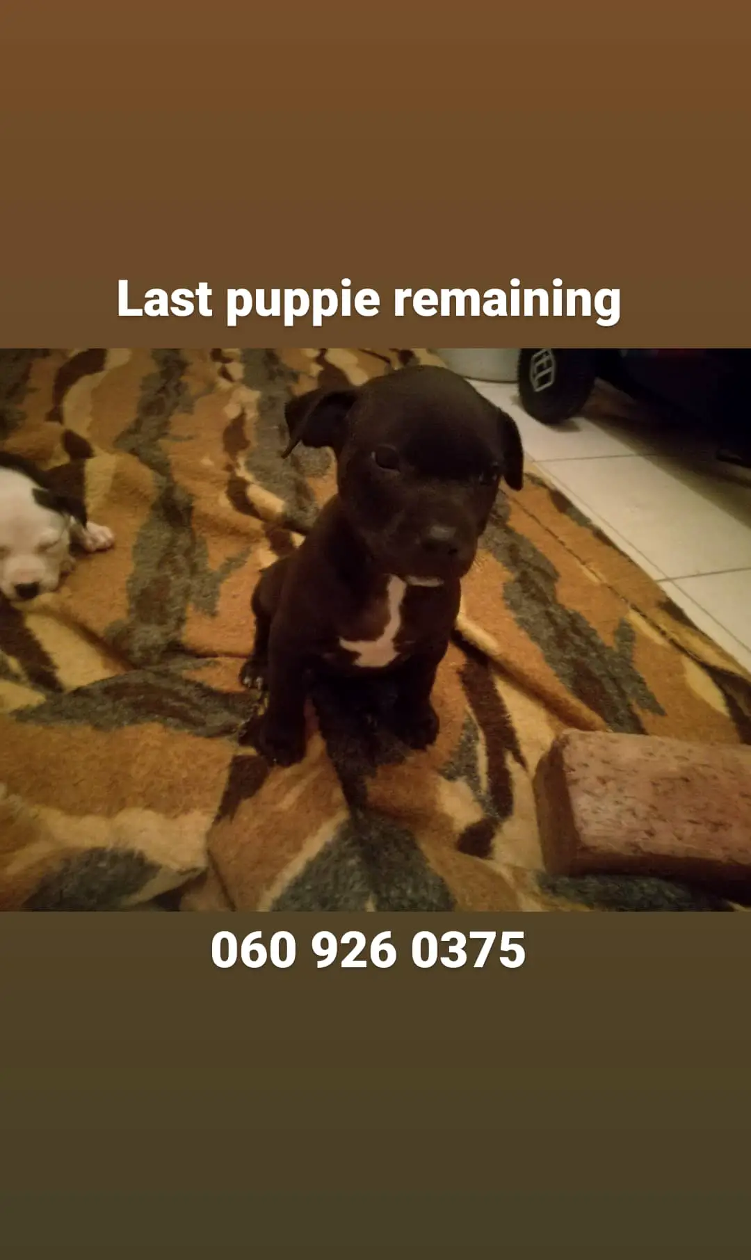 Pitbull Puppies in Pretoria (27/11/2020)