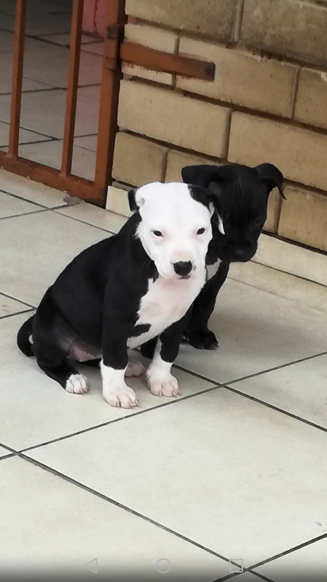 Pitbull Puppies in Pretoria (22/11/2020)