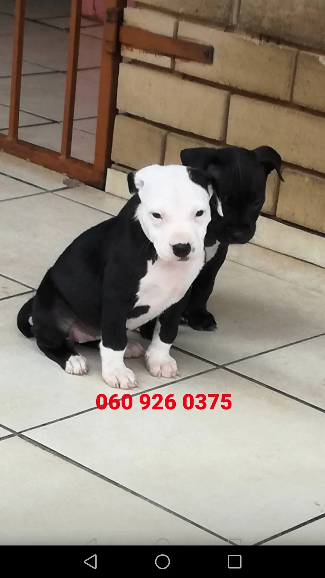 Pitbull Puppies in Pretoria (24/11/2020)