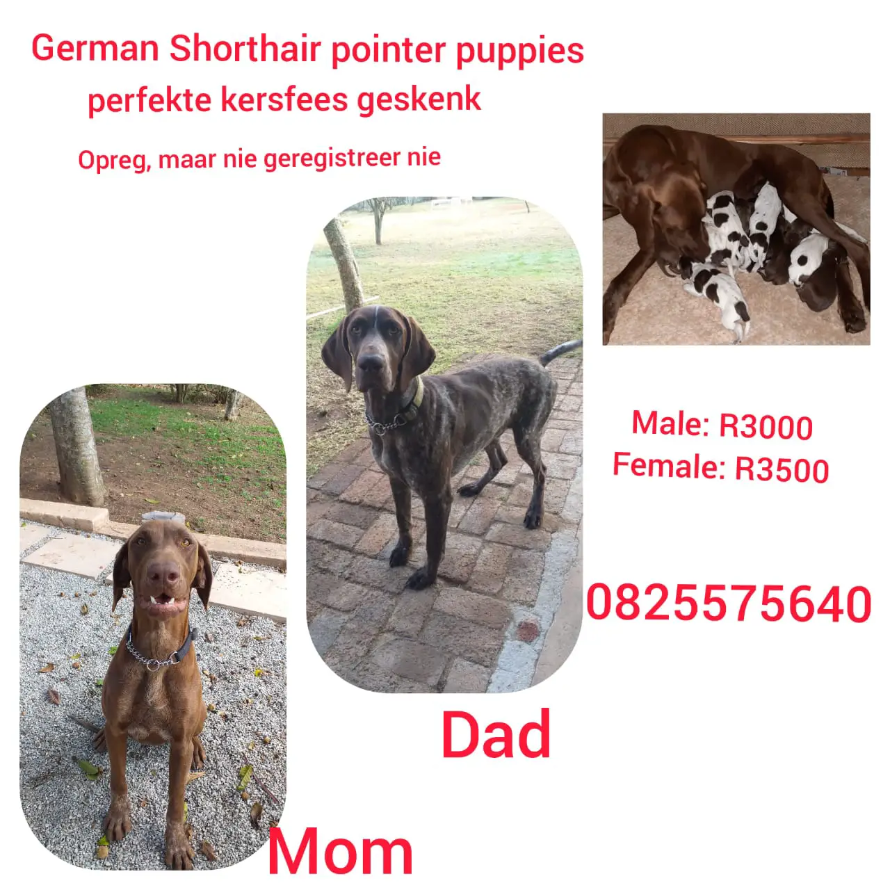 German Pointer Puppies in Mpumalanga (03/11/2020)