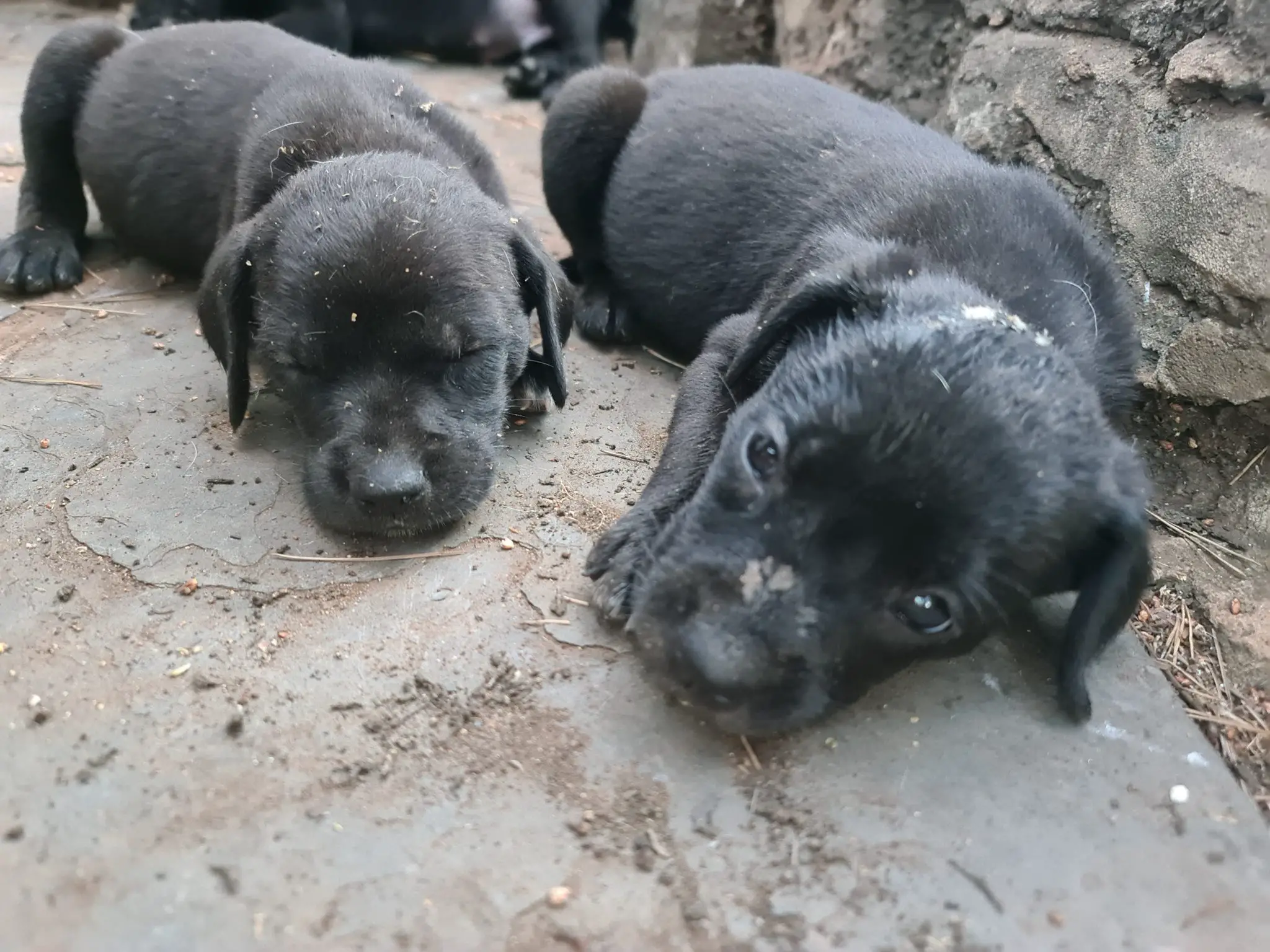 Labrador Puppies in Pretoria (20/12/2020)