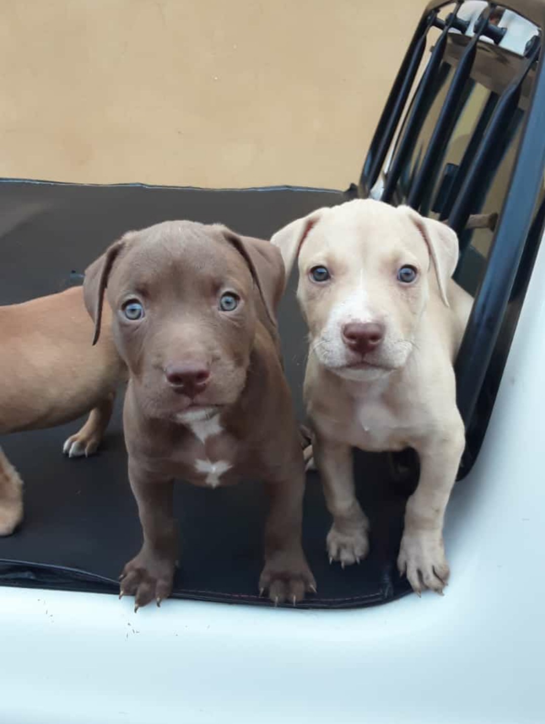 Pitbull Puppies in Pretoria (31/12/2020)