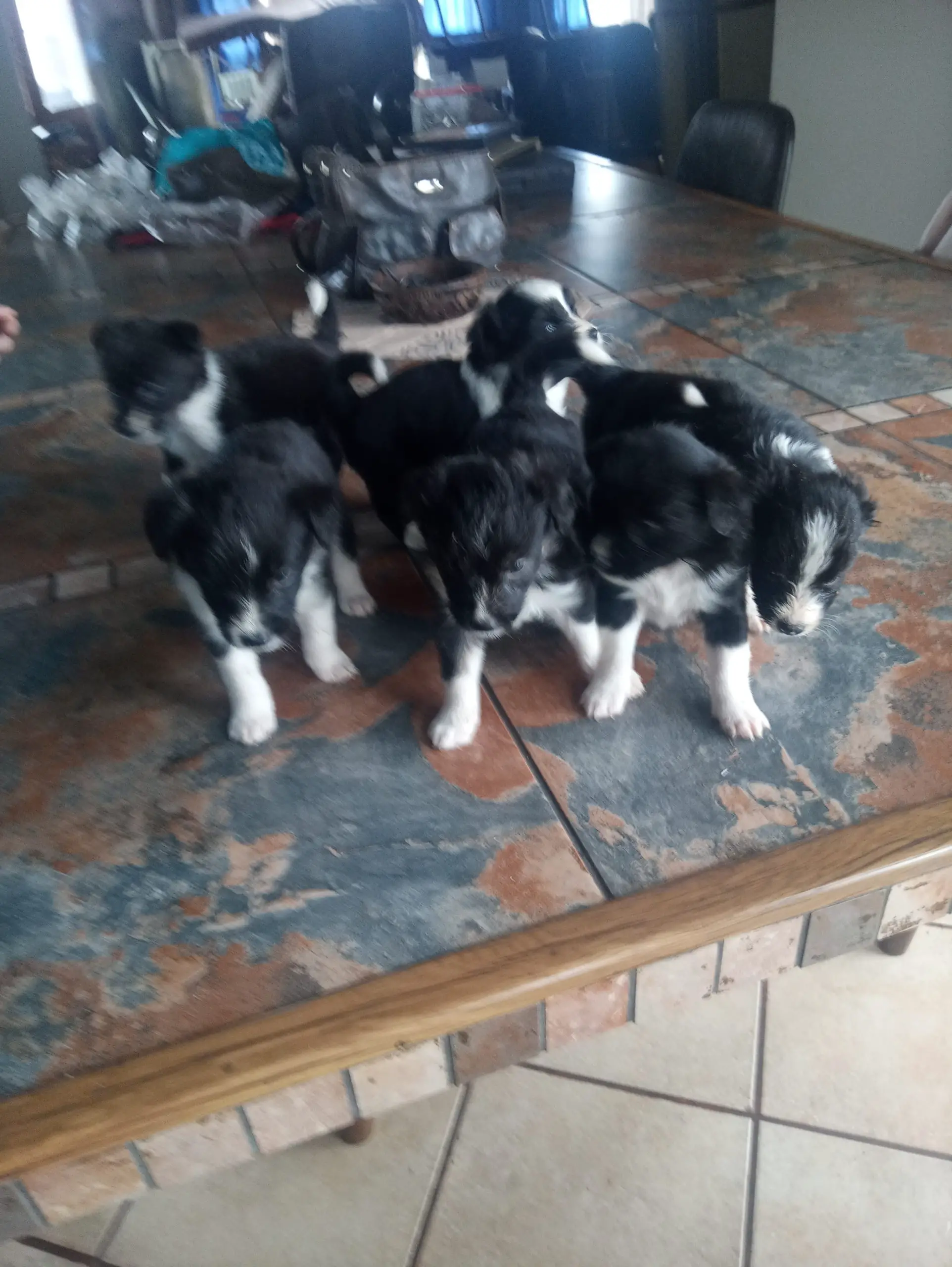 Terrier Puppies in Mpumalanga (16/12/2020)