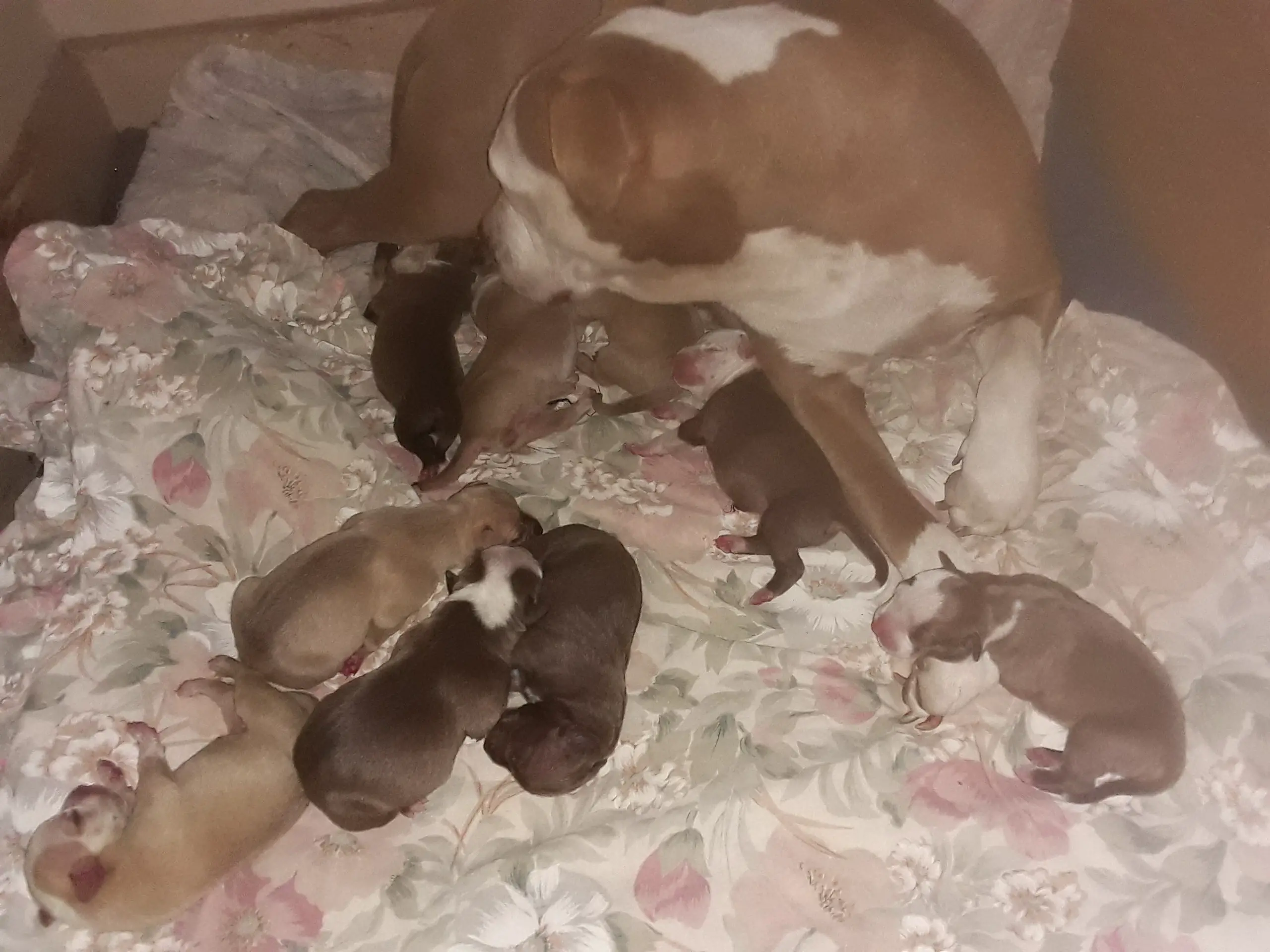 Pitbull Puppies in East Rand (27/12/2020)