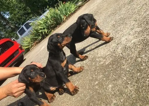Doberman Puppies in Other (26/12/2020)