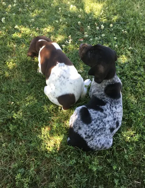 German Pointer Puppies in Other (26/12/2020)