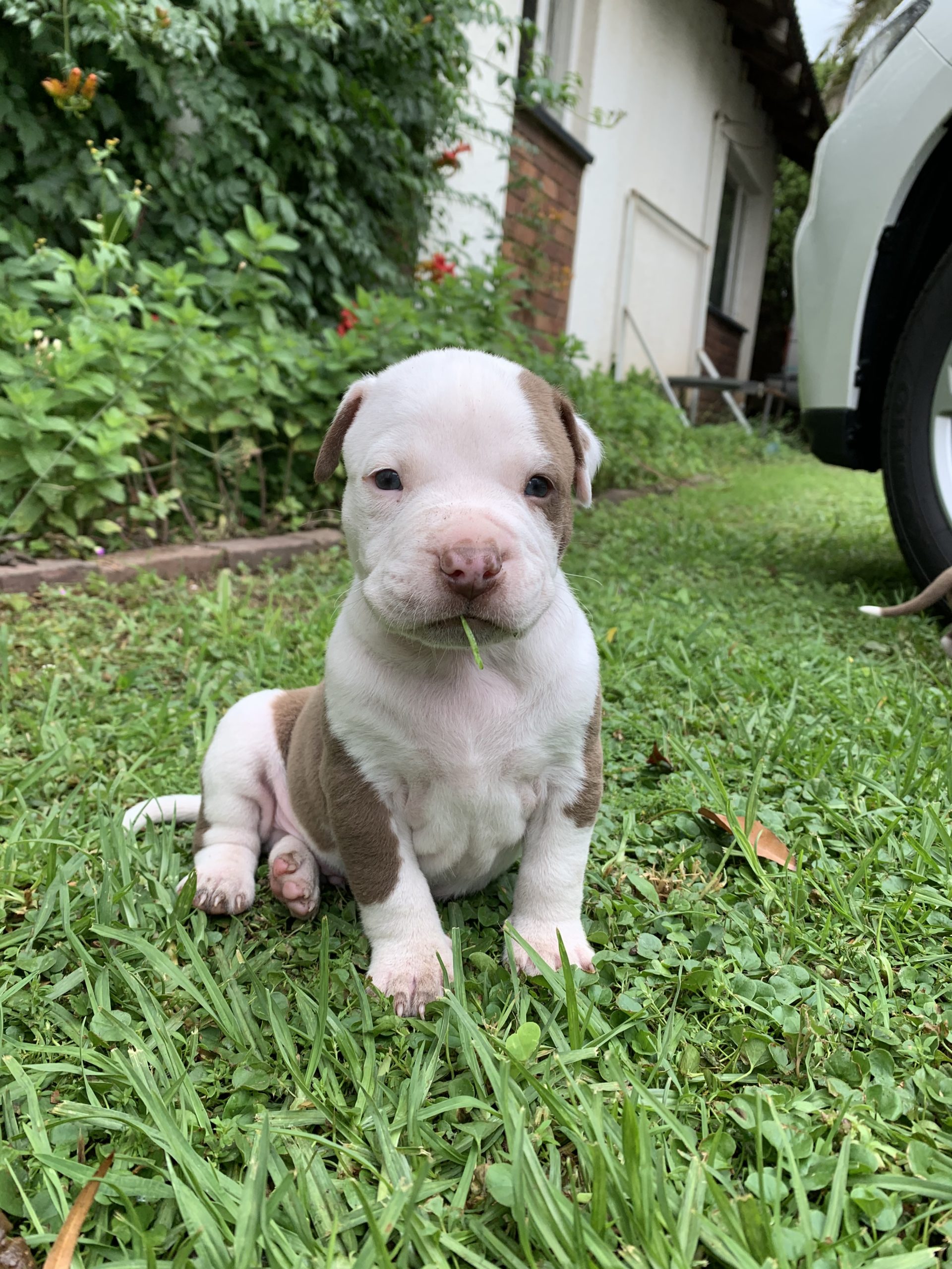 Pitbull Puppies in Johannesburg (13/12/2020)