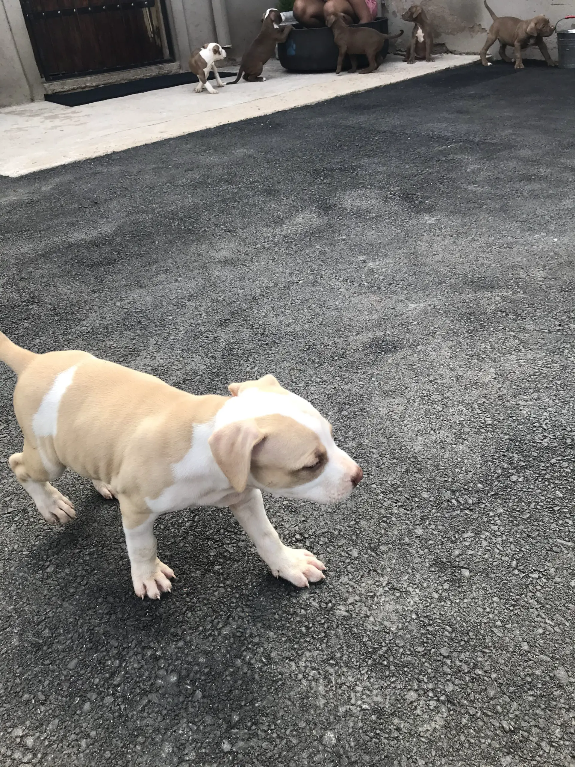Pitbull Puppies in Kwazulu Natal (03/12/2020)