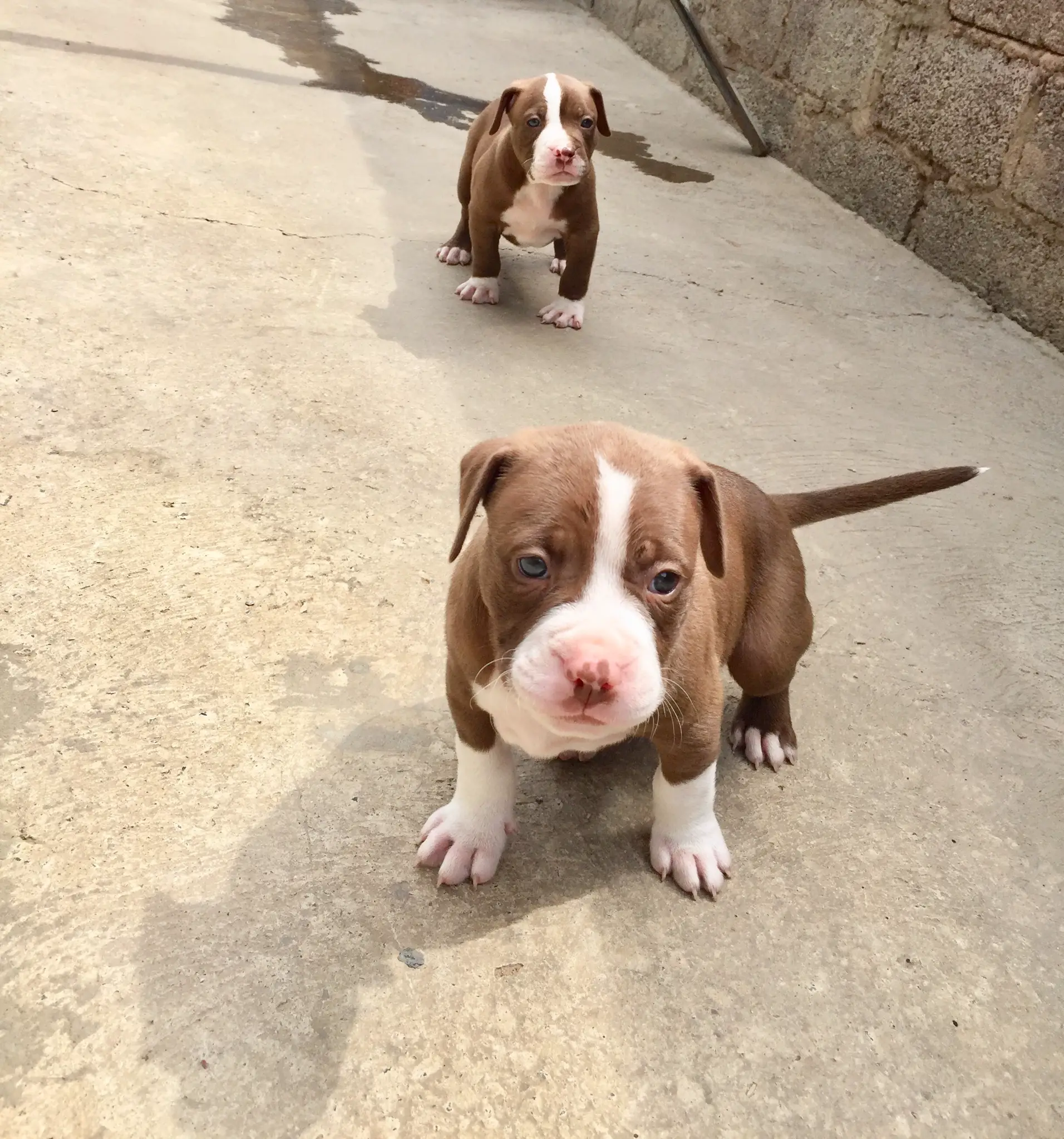 Pitbull Puppies in Johannesburg (11/12/2020)