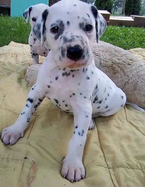 Dalmation Puppies in Other (21/12/2020)