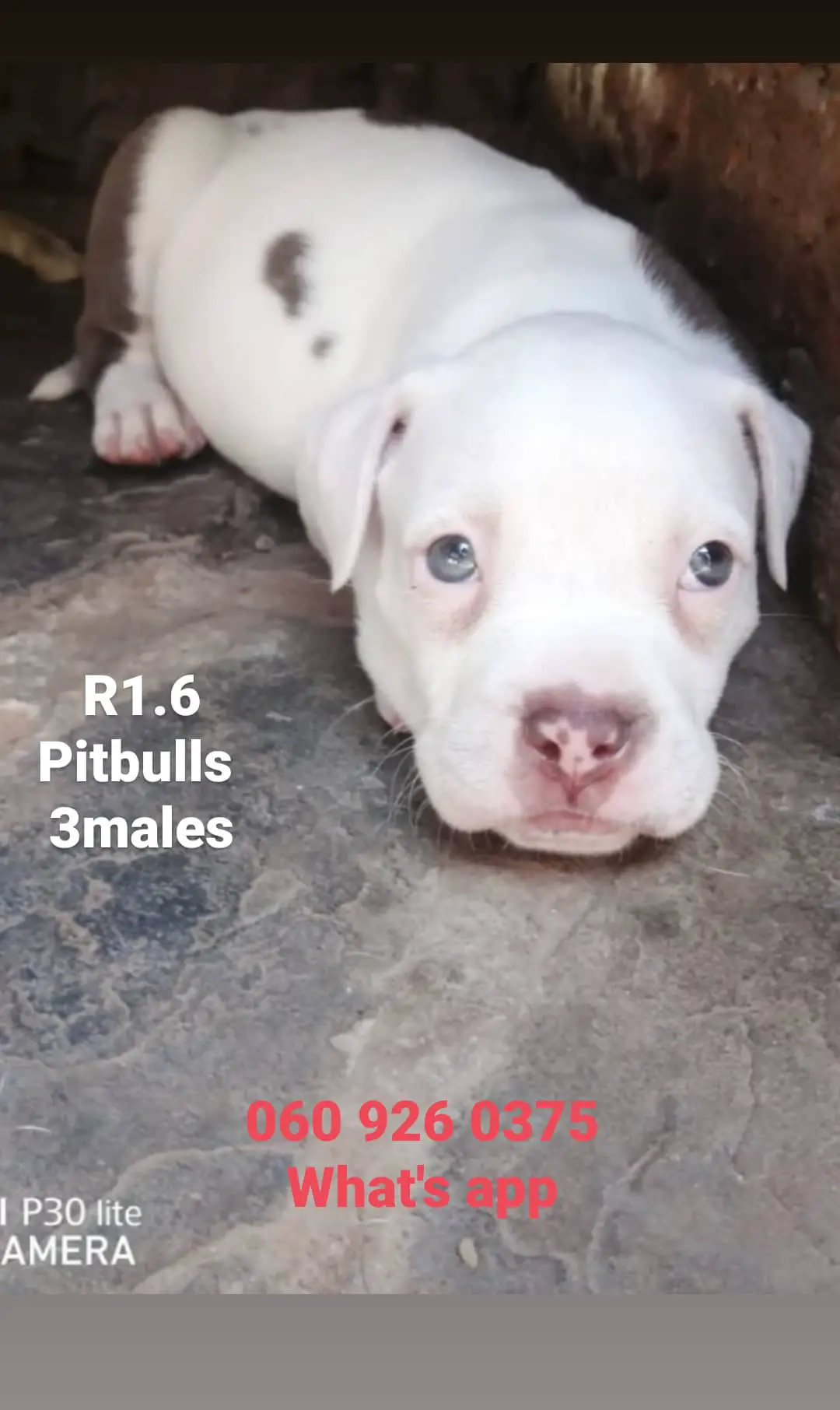 Pitbull Puppies in Pretoria (02/12/2020)