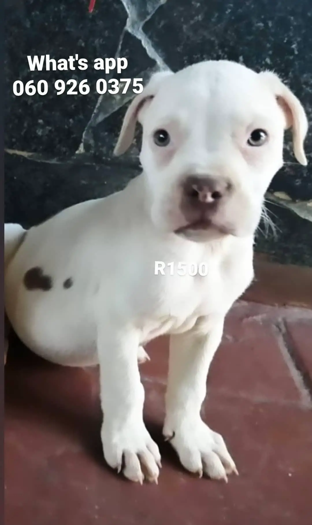 Pitbull Puppies in Pretoria (09/12/2020)