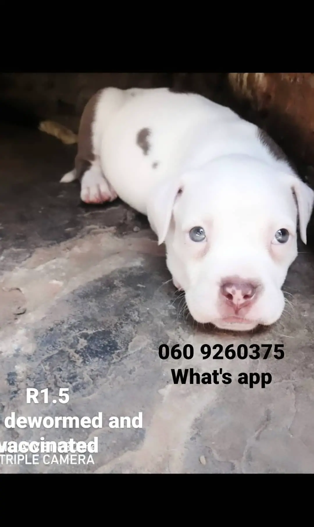 Pitbull Puppies in Pretoria (09/12/2020)