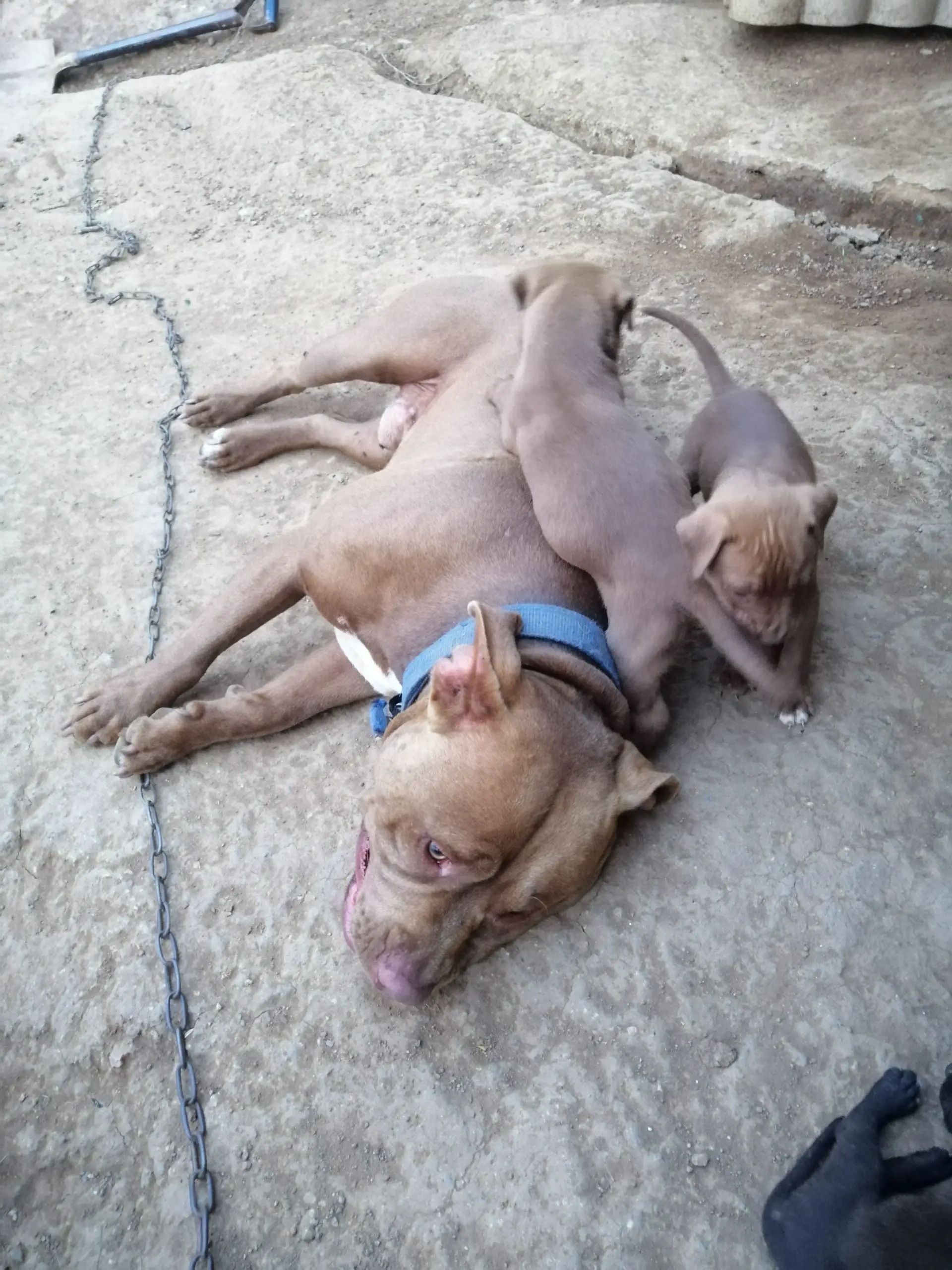 Pitbull Puppies in Kwazulu Natal (29/12/2020)