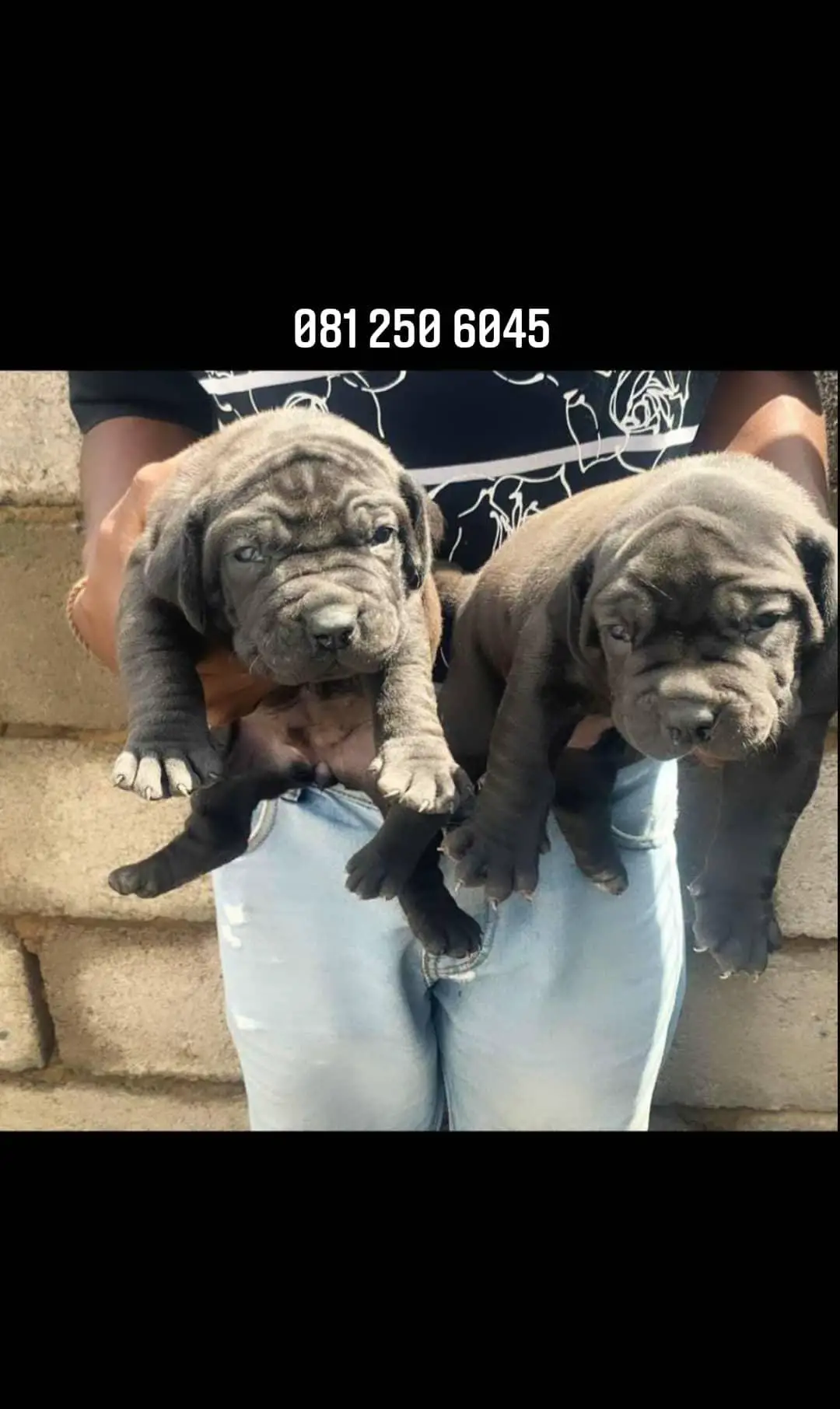 Boerboel Puppies in Pretoria (14/12/2020)