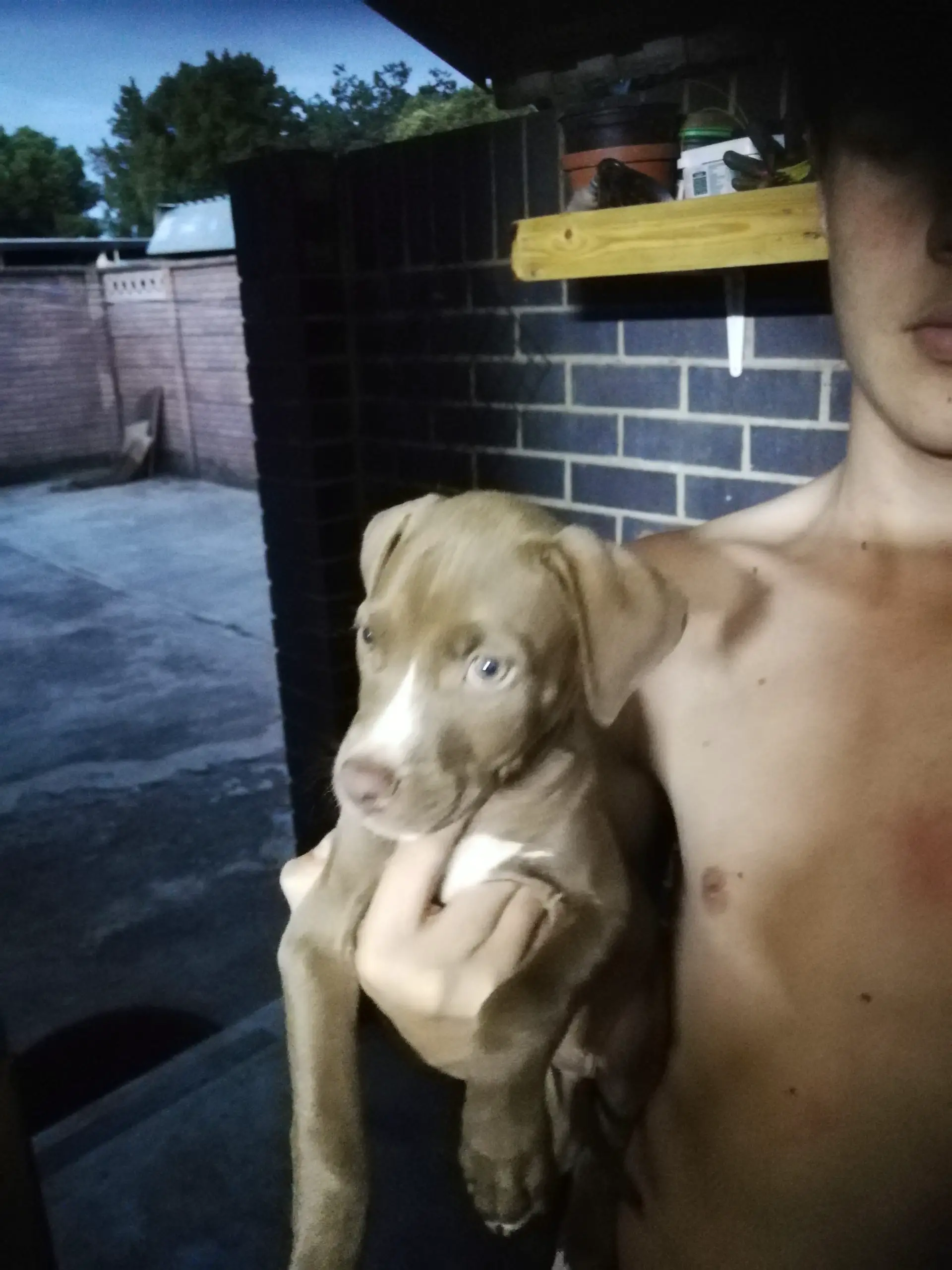 Pitbull Puppies in Pretoria (15/12/2020)