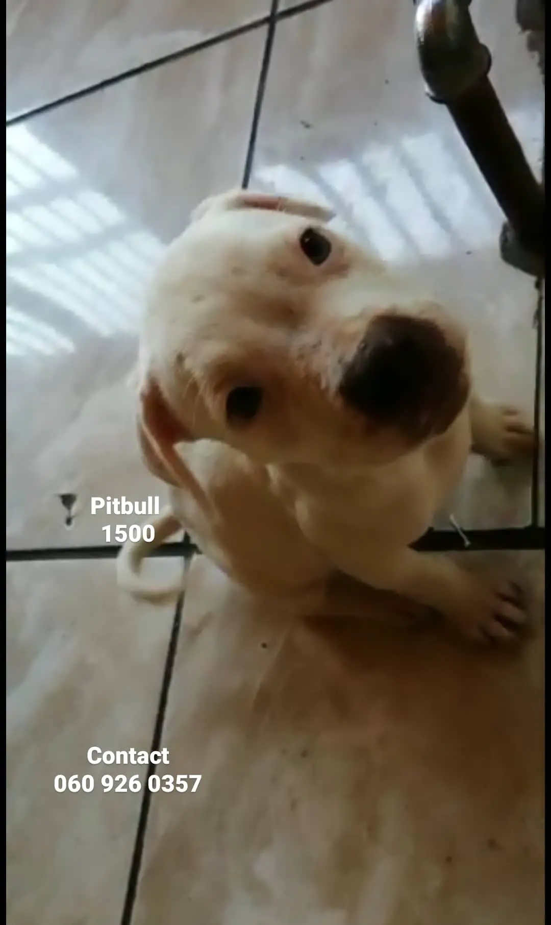 Pitbull Puppies in Pretoria (20/12/2020)
