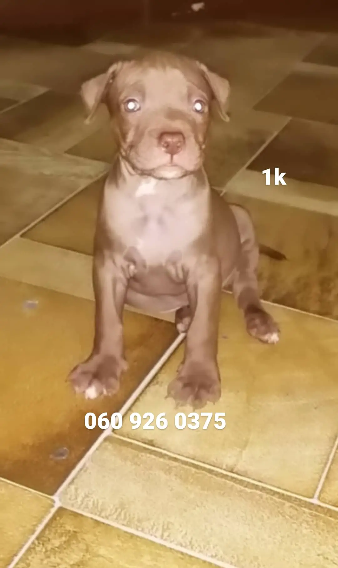 Pitbull Puppies in Pretoria (21/12/2020)