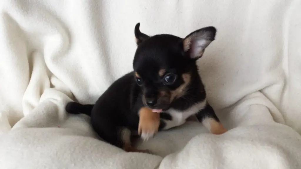 Chihuahua Puppies in Port Elizabeth (21/12/2020)