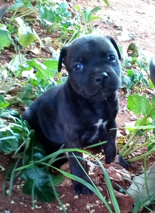 Staffie Puppies in East Rand (12/12/2020)