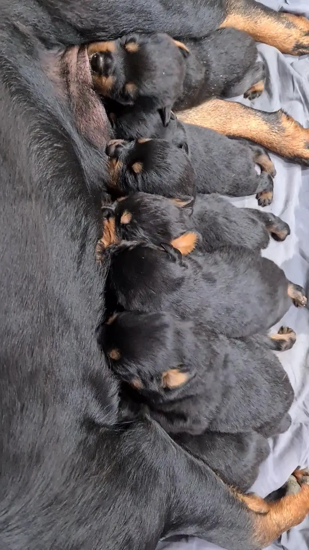 Rottweiler Puppies in Kwazulu Natal (10/12/2020)