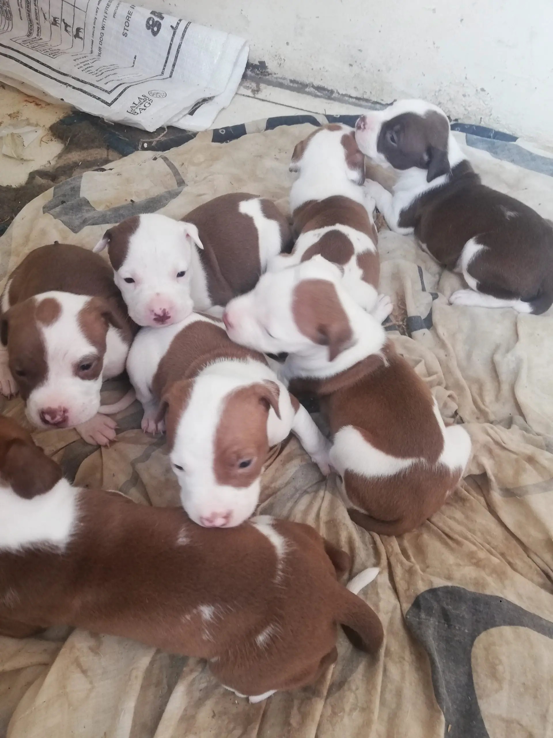 Pitbull Puppies in Other (20/12/2020)